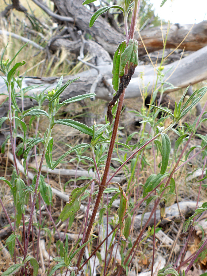 Reddish stem