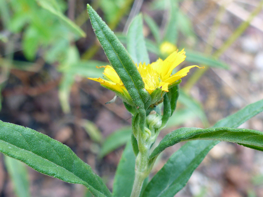 Upper stem leaves