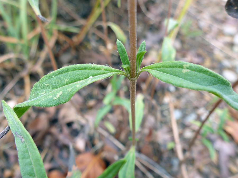 Opposite stem leaves