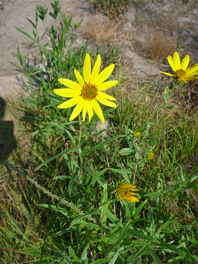 Flower and leaves