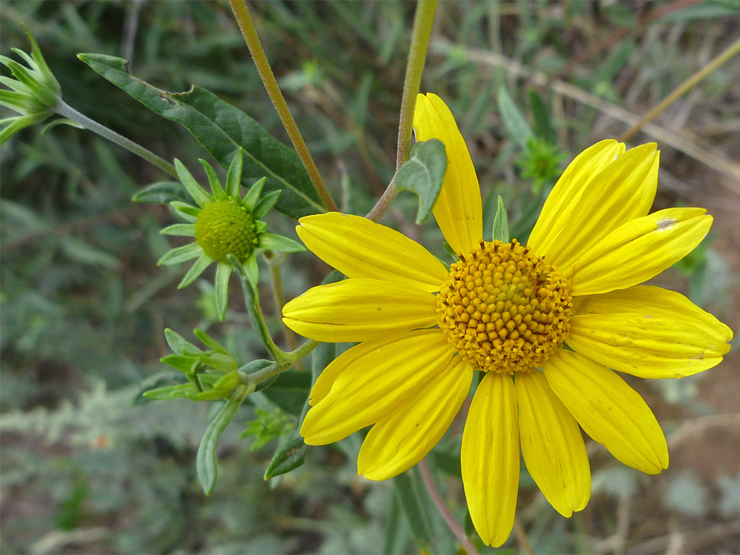 Flowers and buds