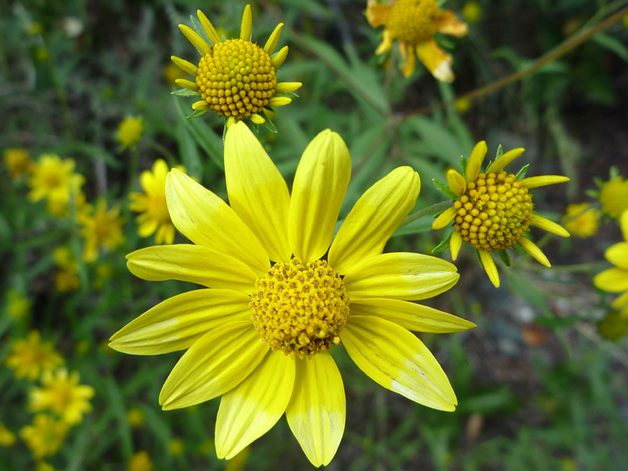 Three flowers