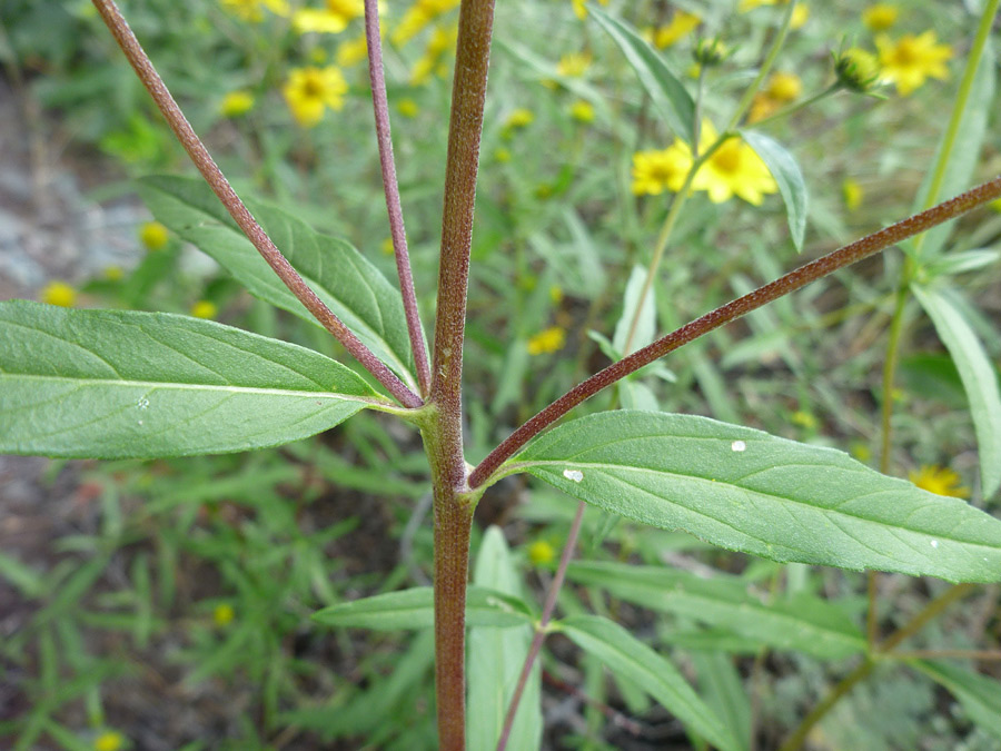 Leaves