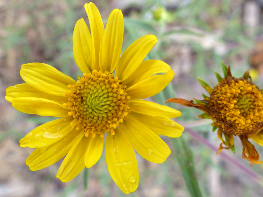 Mature and withered flowerheads