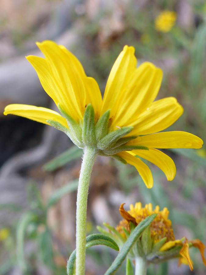 Hairy phyllaries