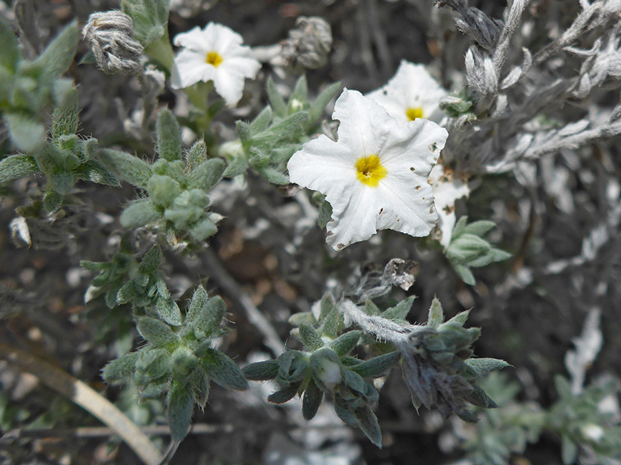 Yellow-centered flowers