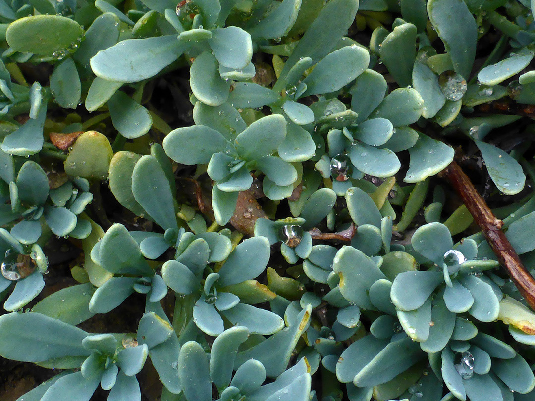 Oblanceolate leaves