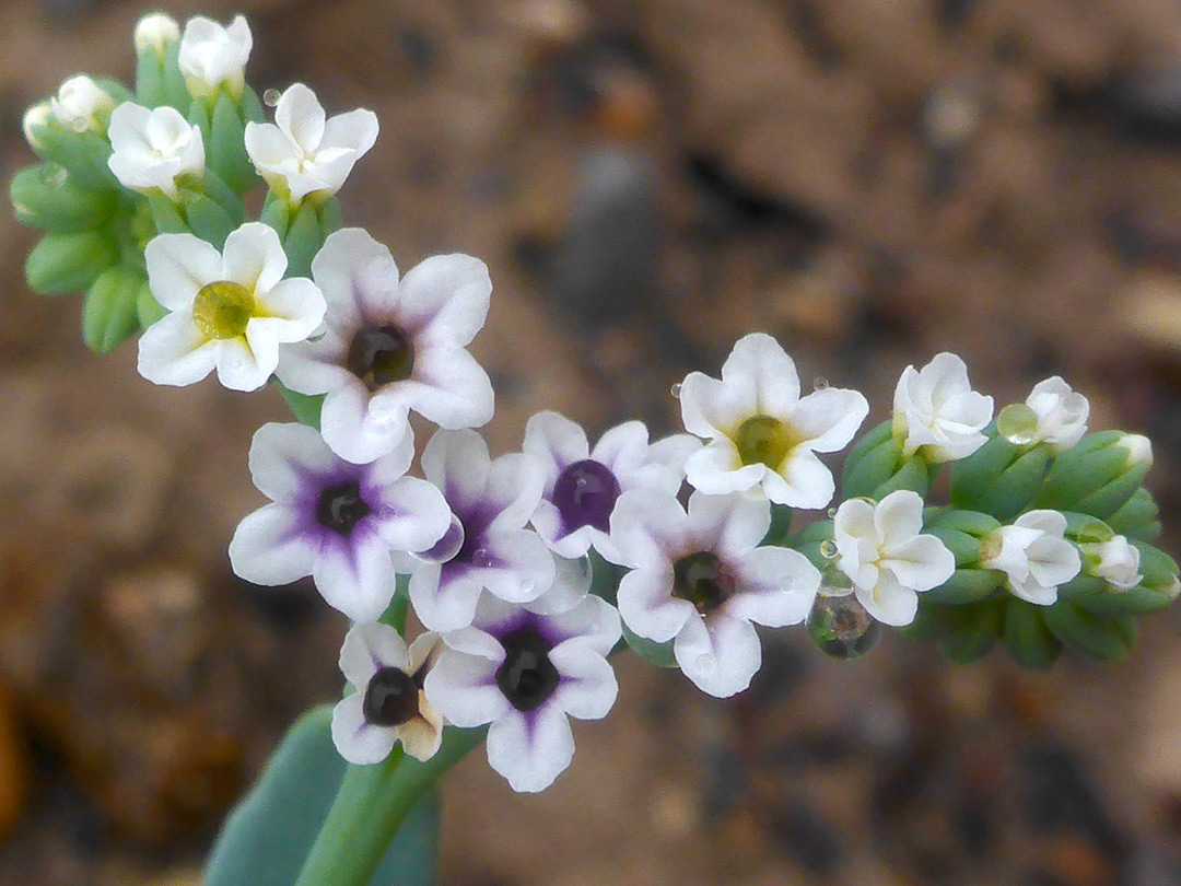 Raindrops on flowers