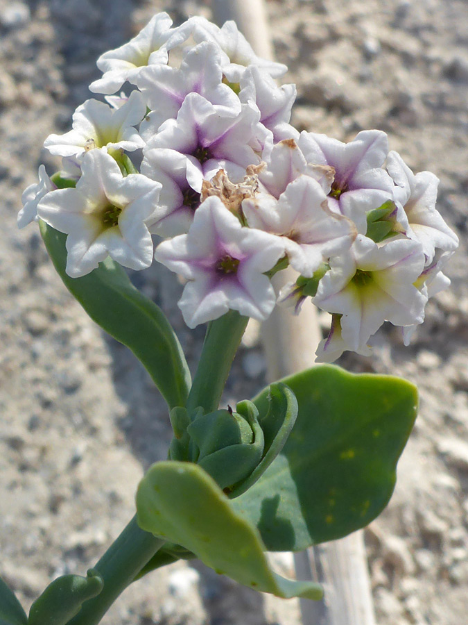 Five-lobed flowers