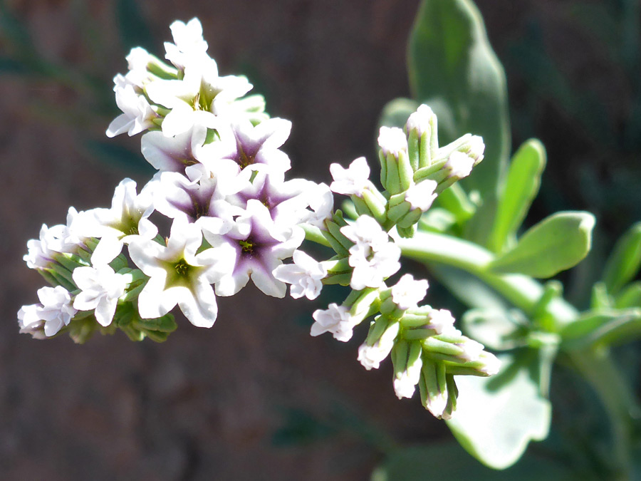 Developing flowers