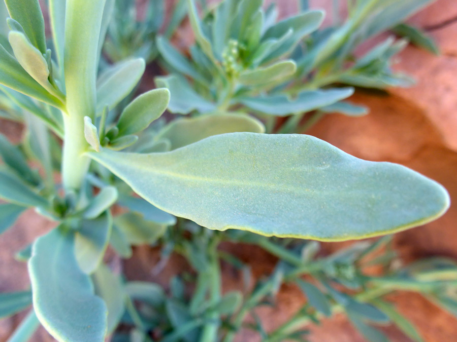 Grey-green leaf