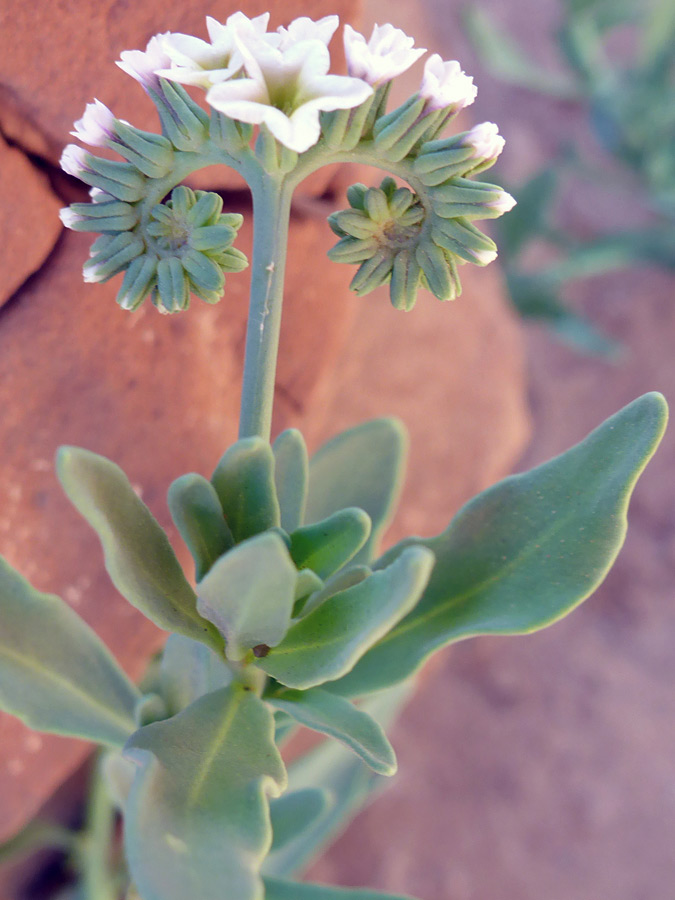 Coiled clusters