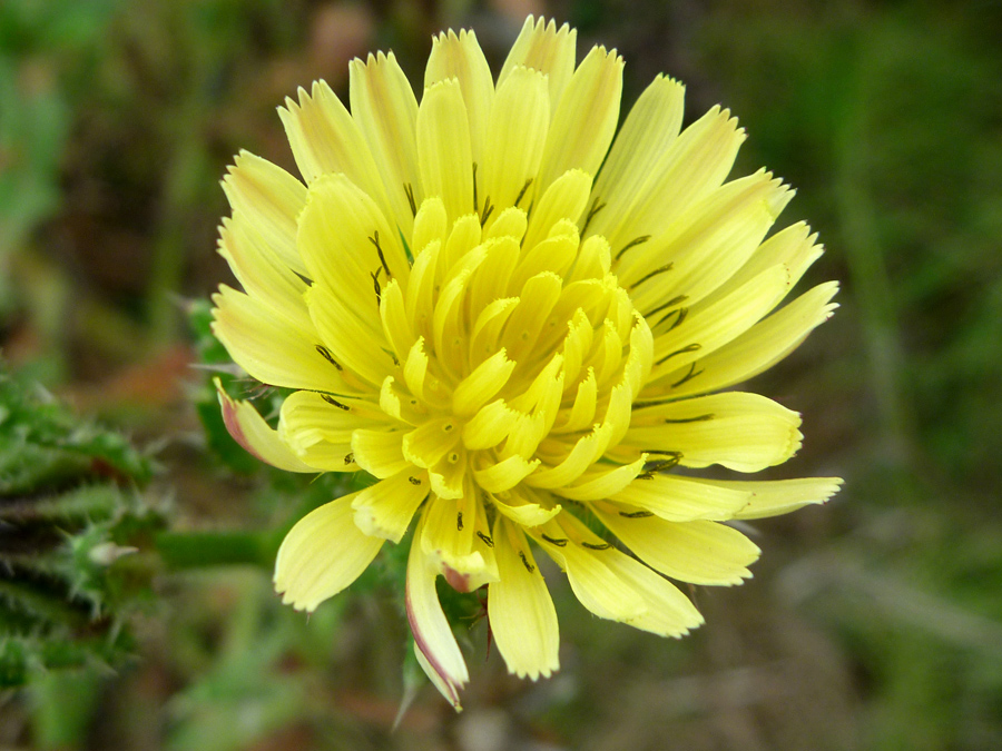 Pale yellow florets