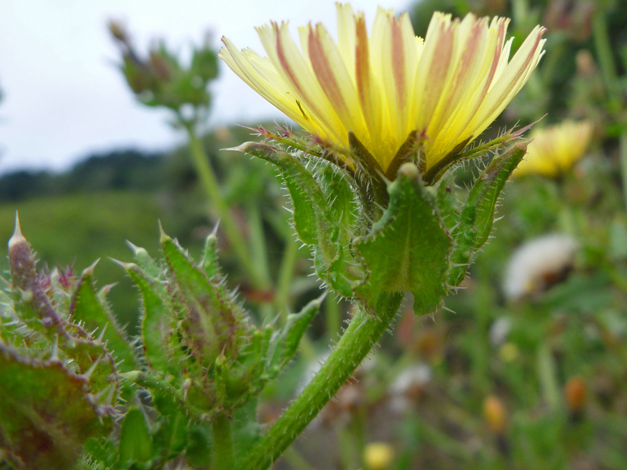 Bracts and phyllaries