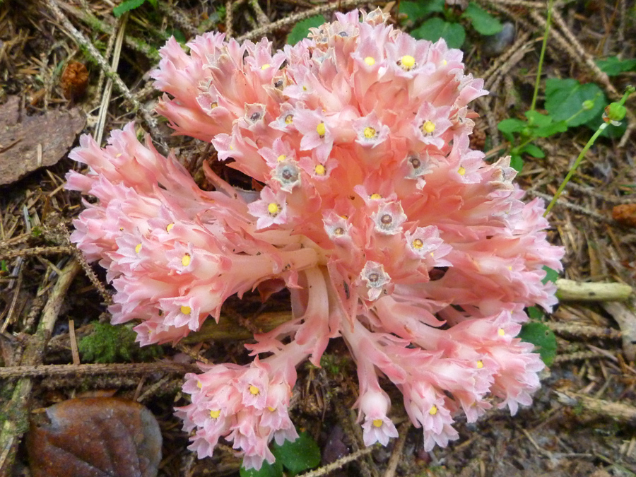 Coral pink flower cluster