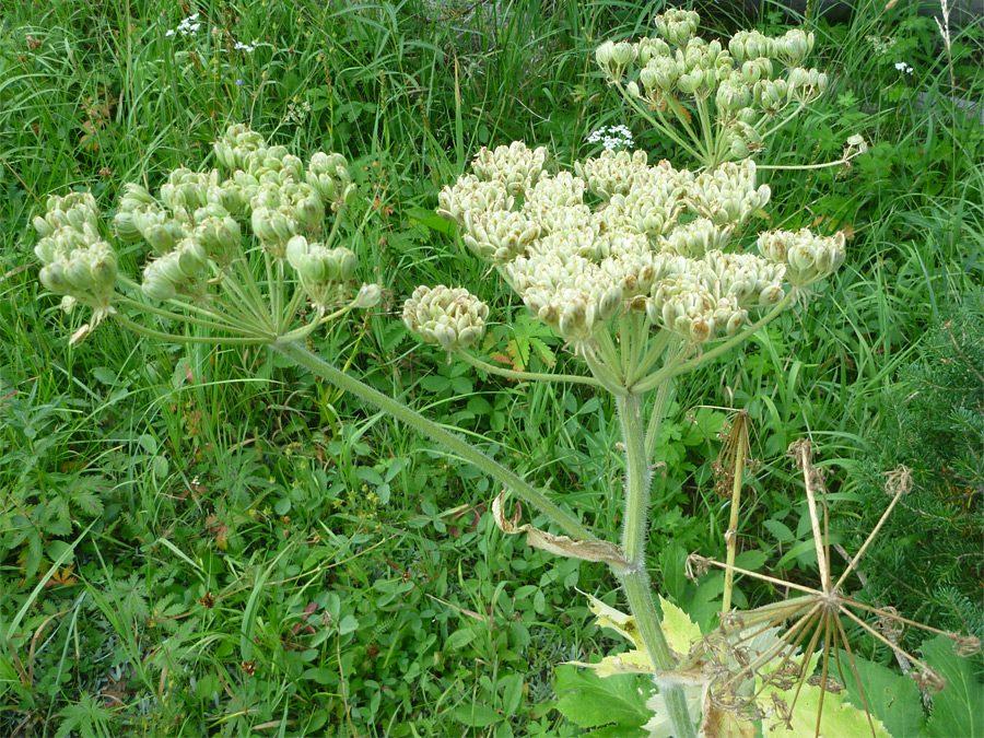 Seeds