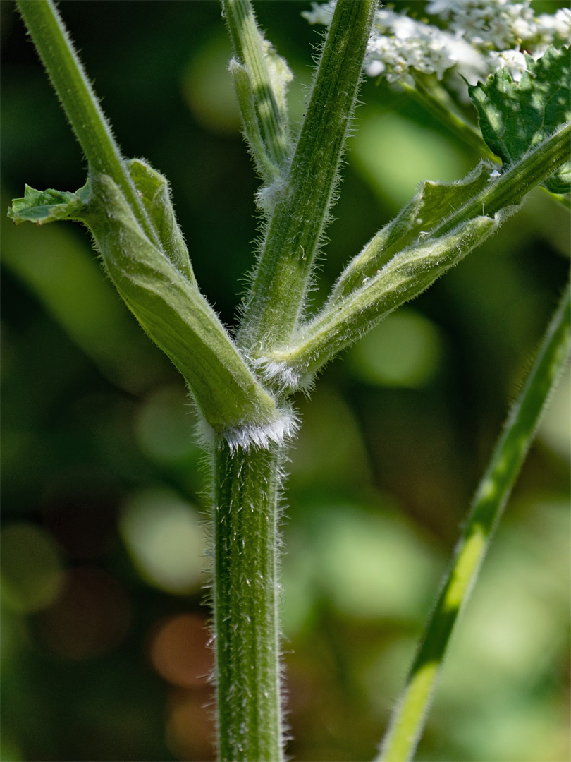 Hairy, grooved stem