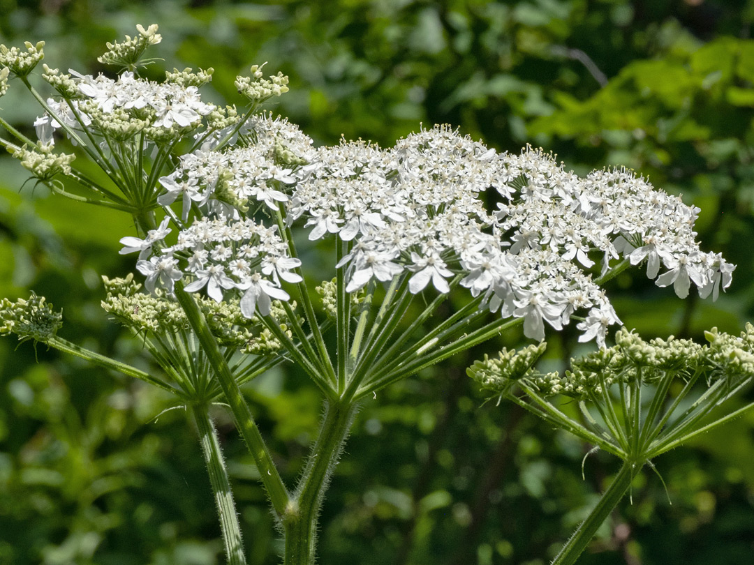 Flat-topped flower cluster