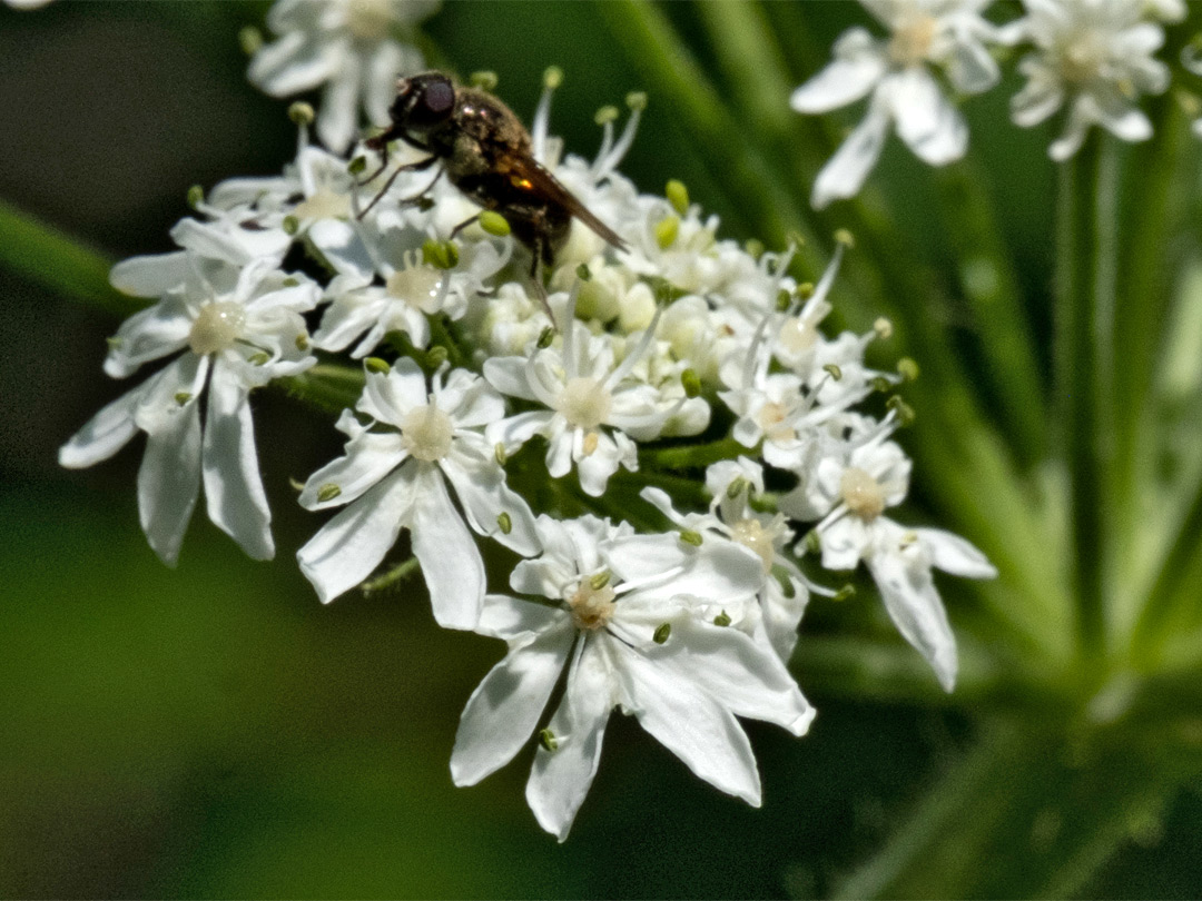 Notched white petals