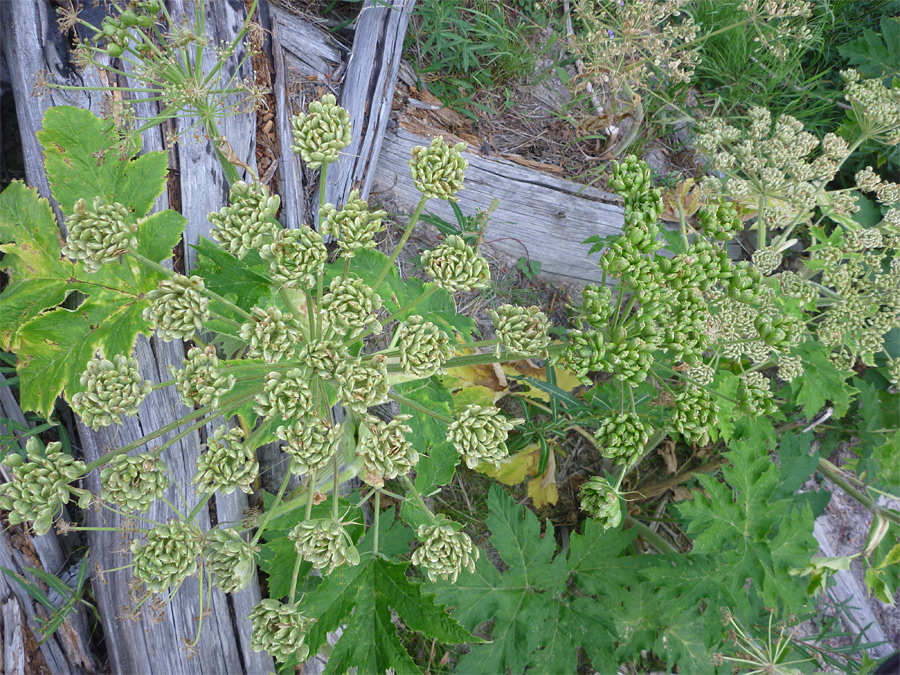 Plant just after flowering