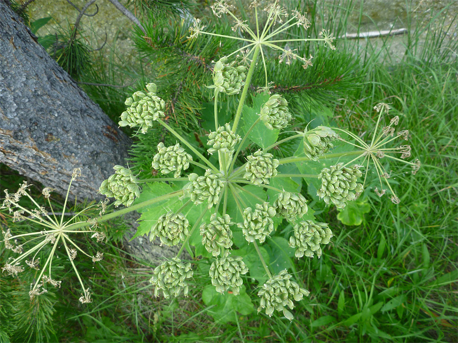 Seed pods