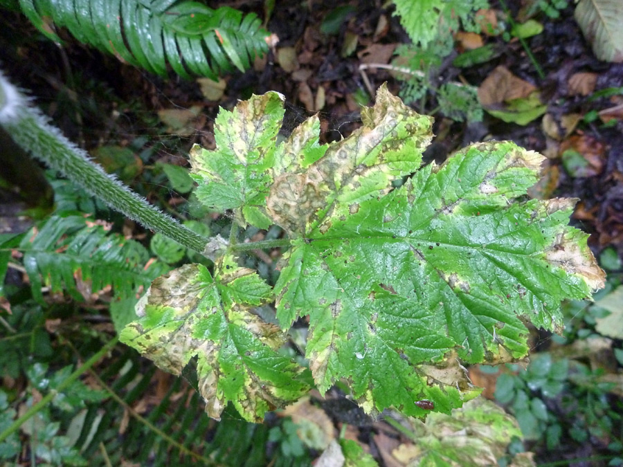 Leaf and hairy stem