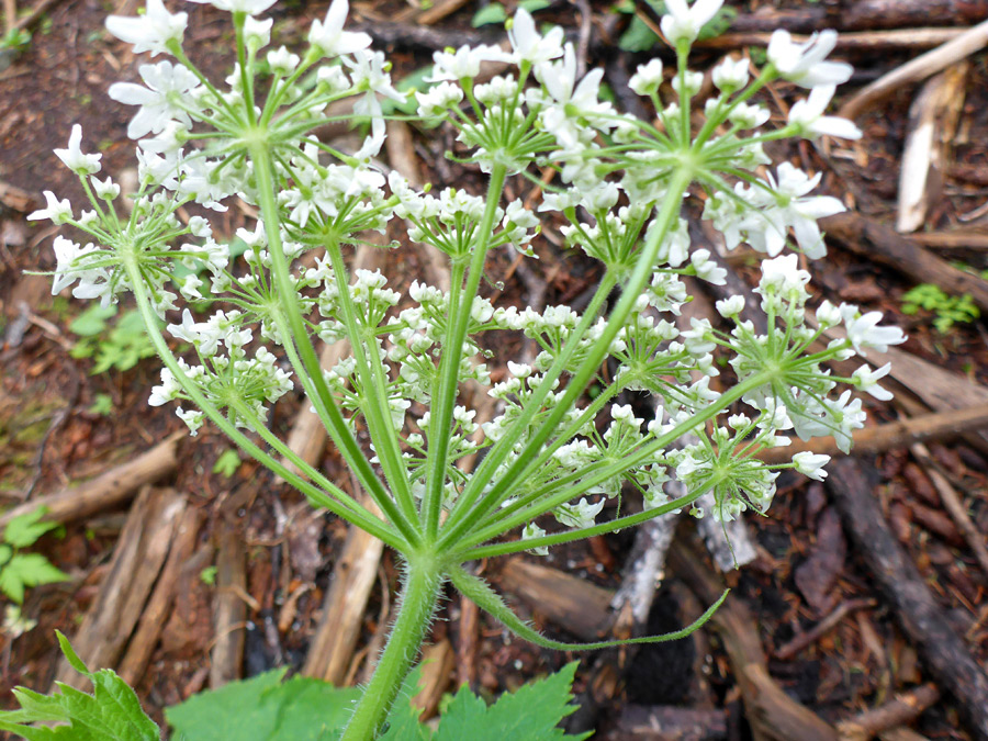 Base of an umbel