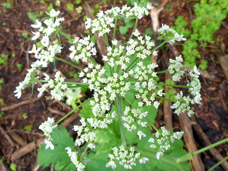 White flowers