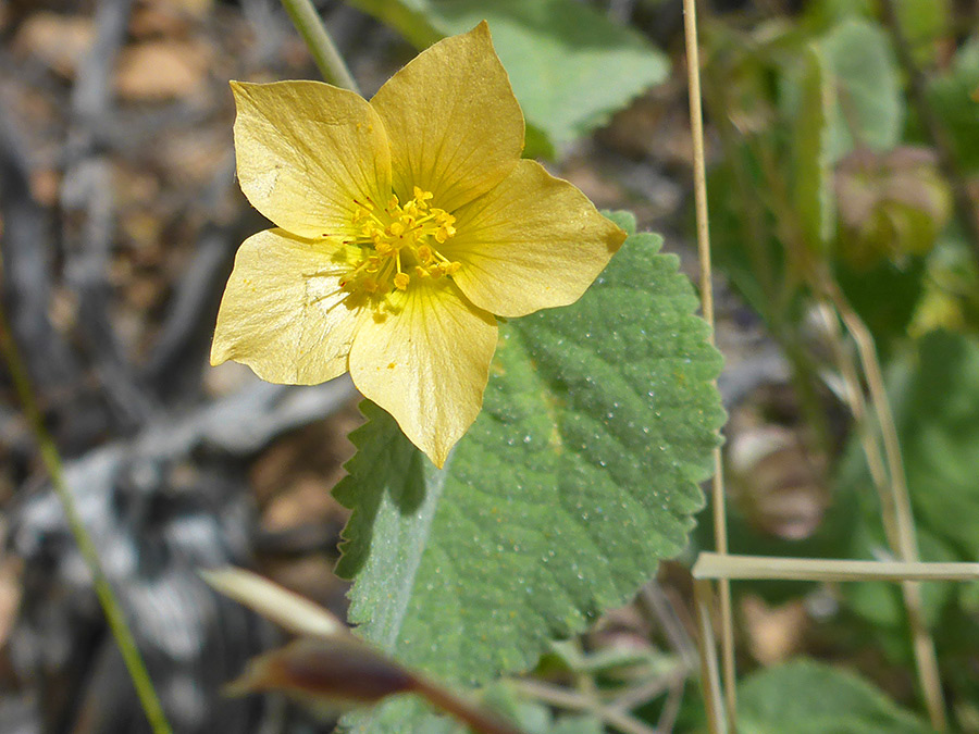 Five-petaled yellow flower