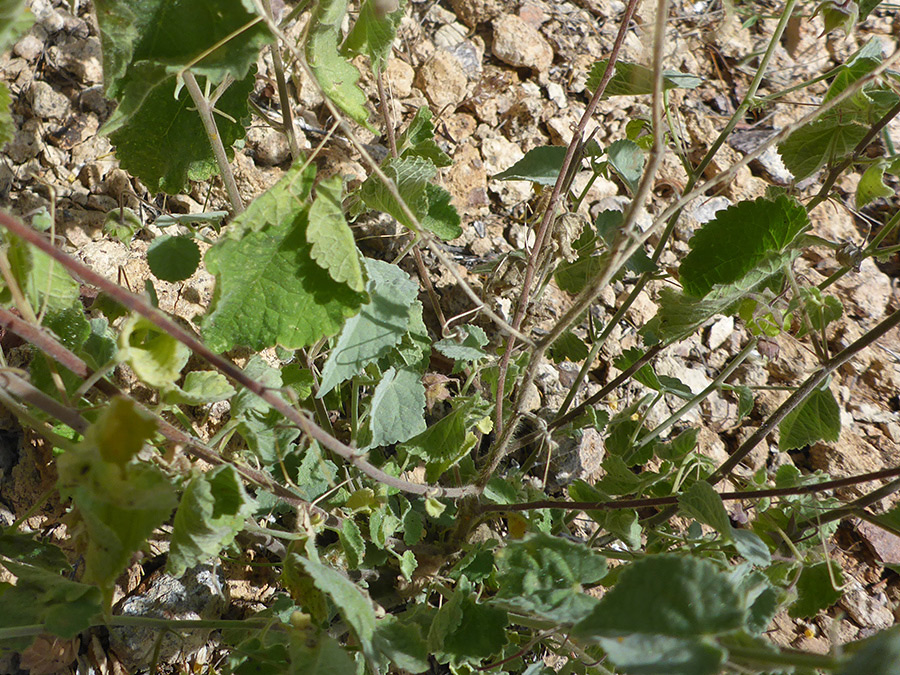 Toothed leaves