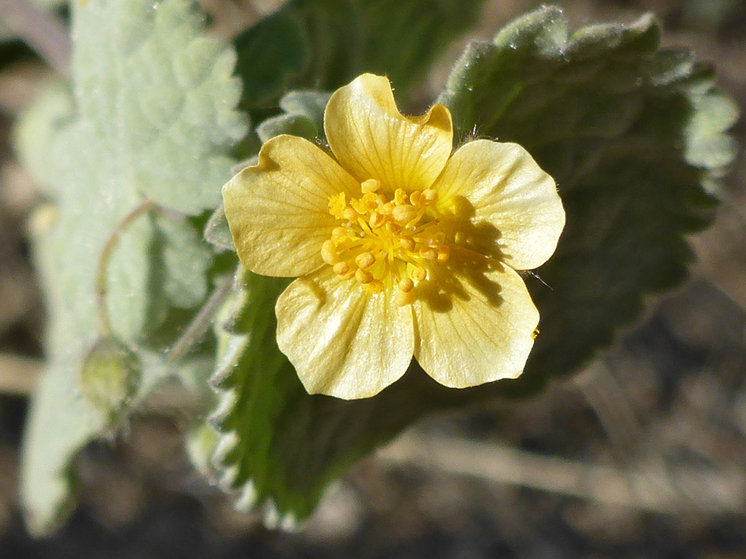 Five-lobed flower