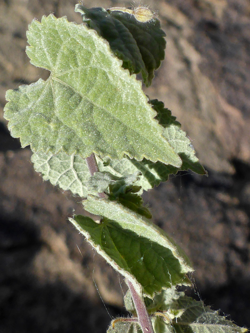 Toothed leaf