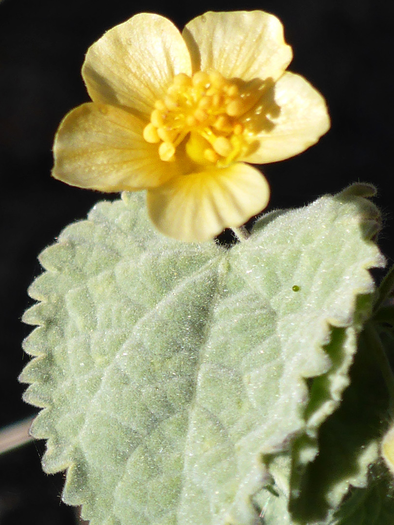 Leaf and flower