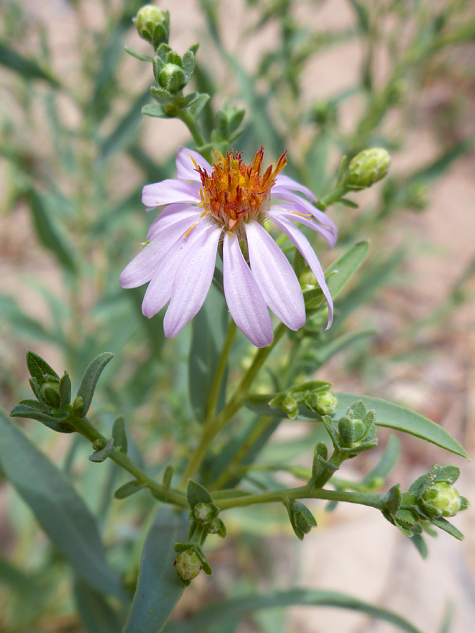 Mature flowerhead