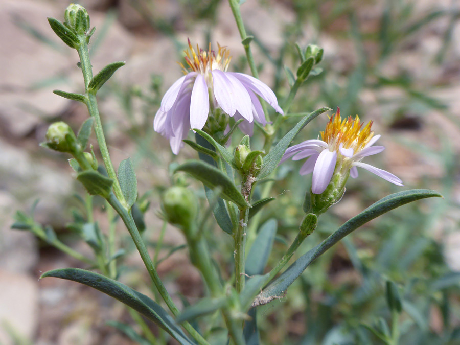 Flowers and buds