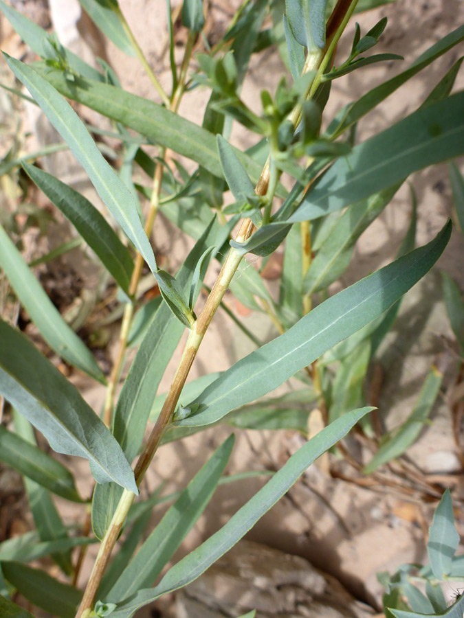 Greyish-green leaves