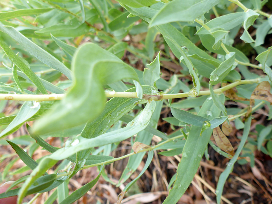 Stem leaves