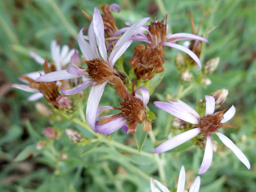 Withering flowerheads