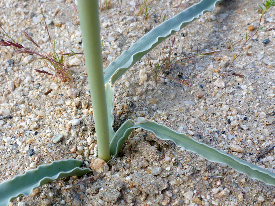 Basal leaves