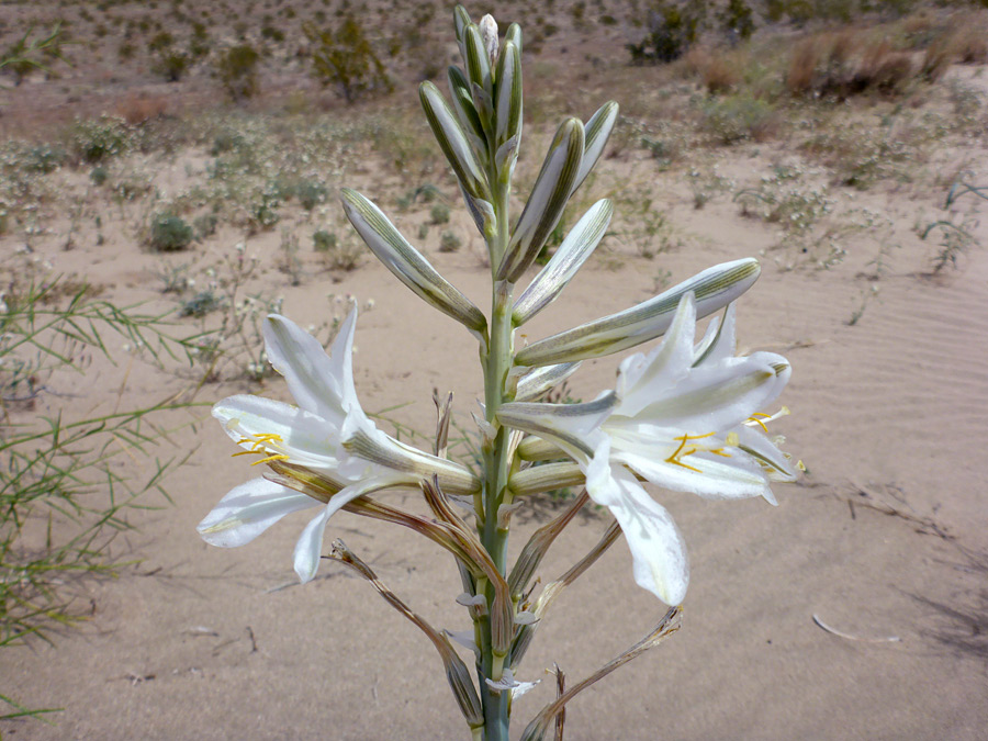 Flowering stem