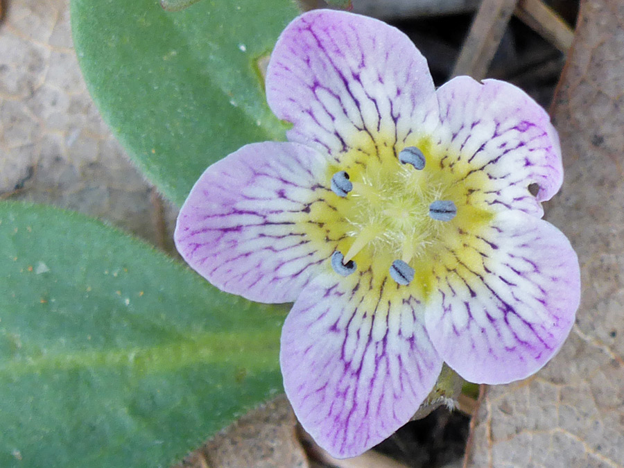 Purple veins