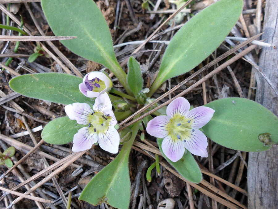 Leaves and flowers