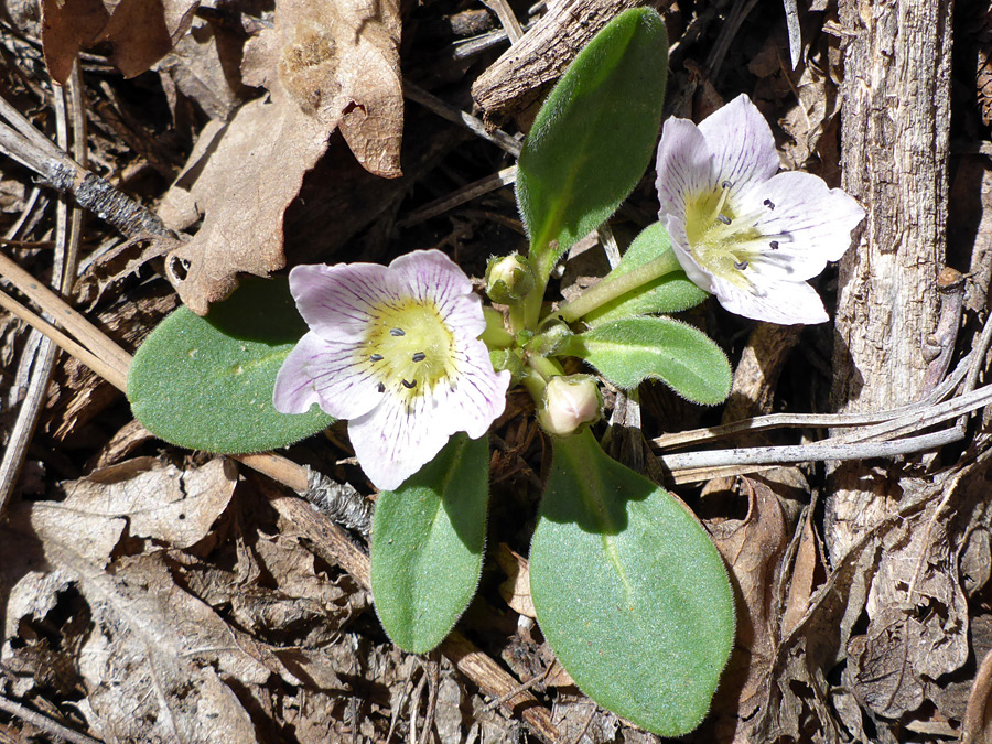 Two flowers