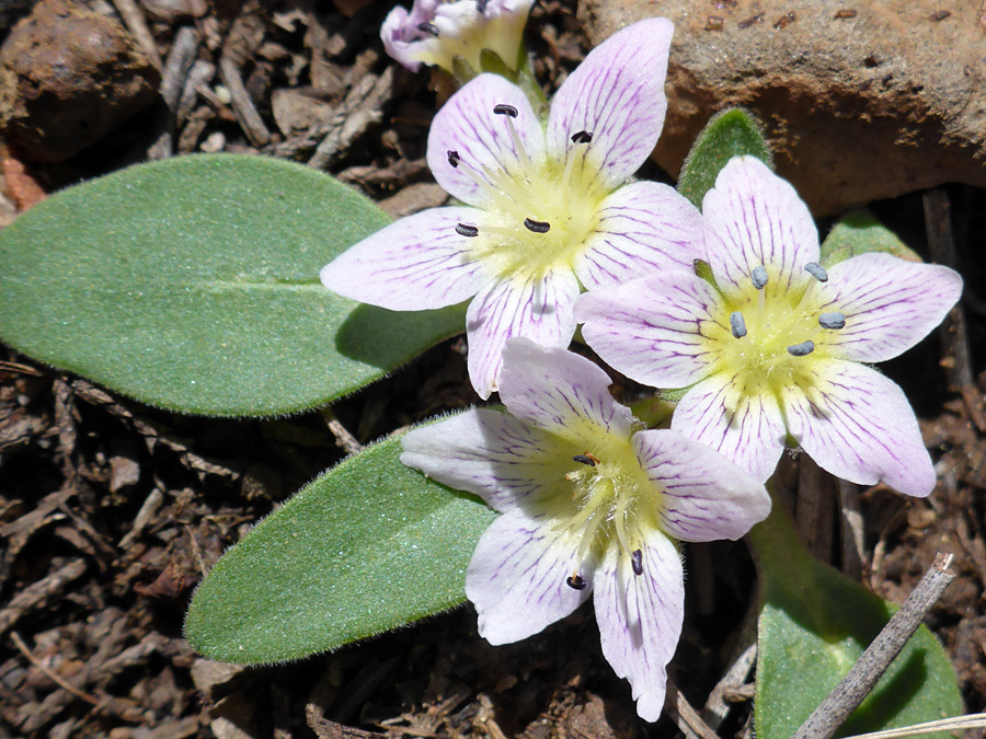 Stamens and pistils