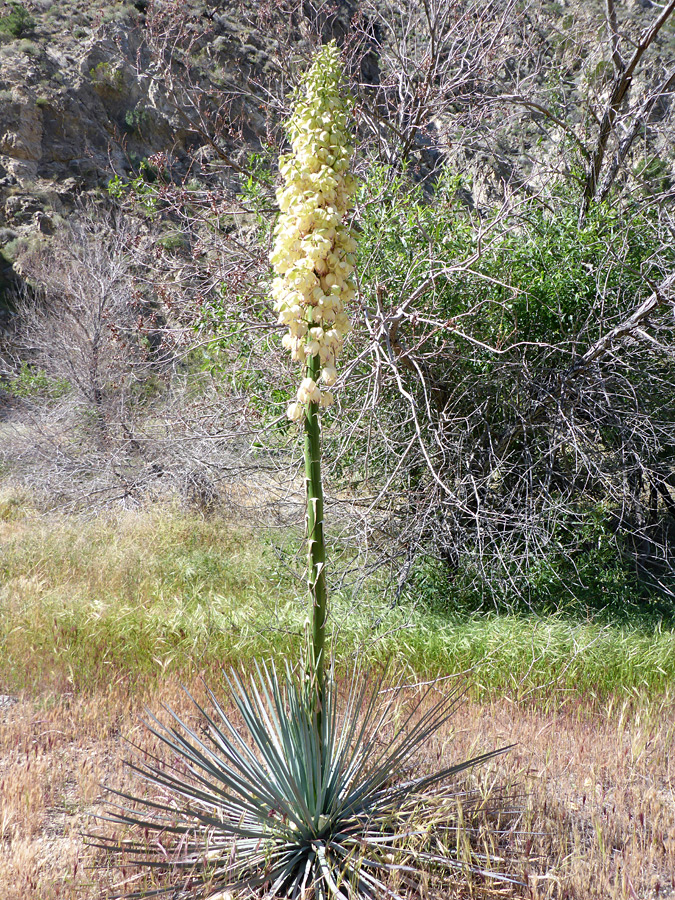 Leaves and inflorescence