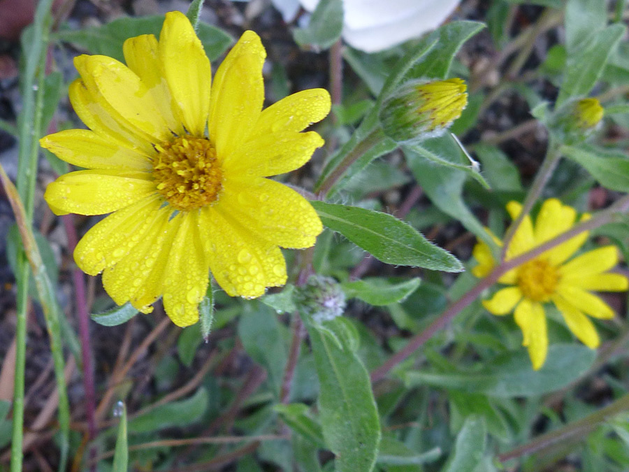 Flower and bud