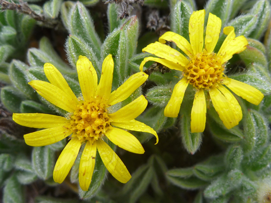 Two yellow flowerheads