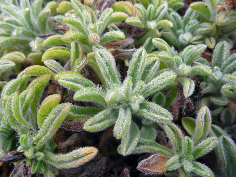 Narrow, hairy leaves