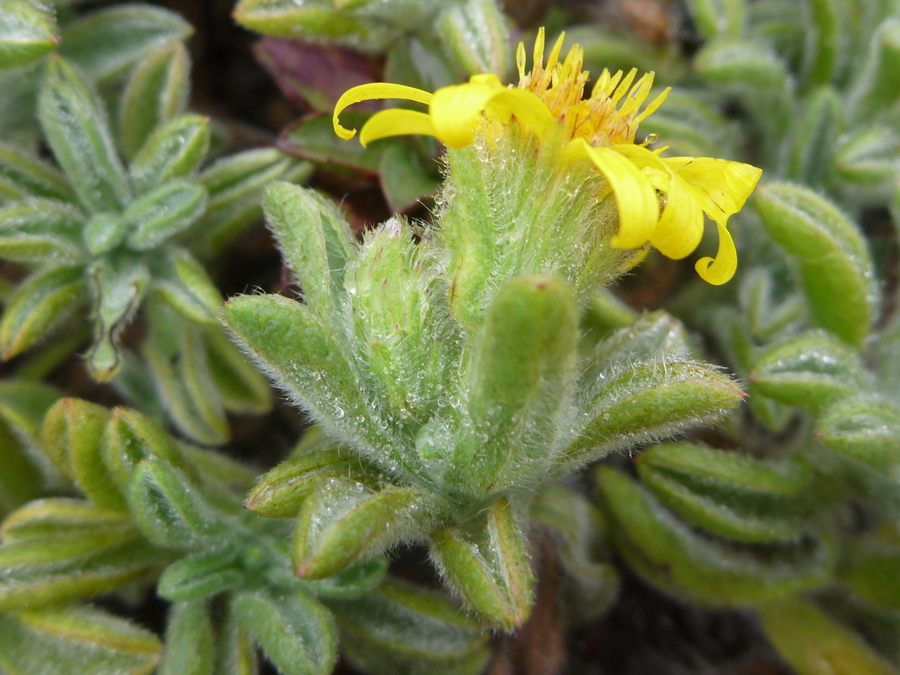 Phyllaries and leaves