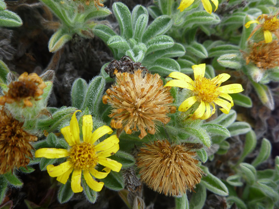 Flowerheads, some withered